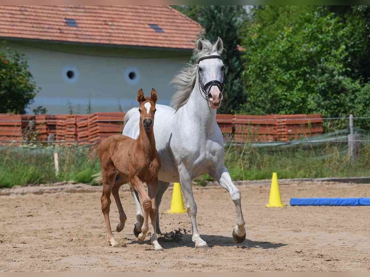 Arabisches Partbred Stute 6 Jahre Fuchs in Seeon-Seebruck