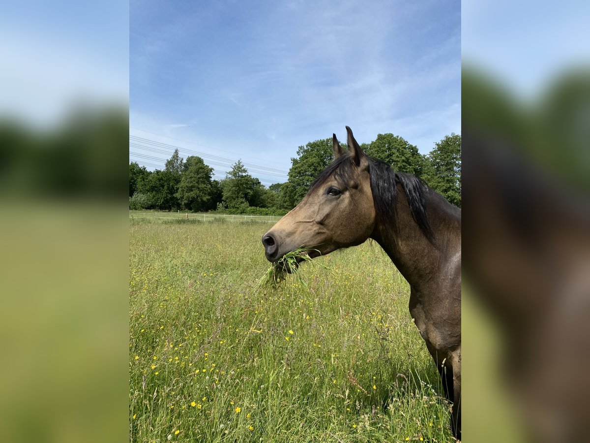 Arabisches Partbred Stute 9 Jahre 155 cm Buckskin in Malente