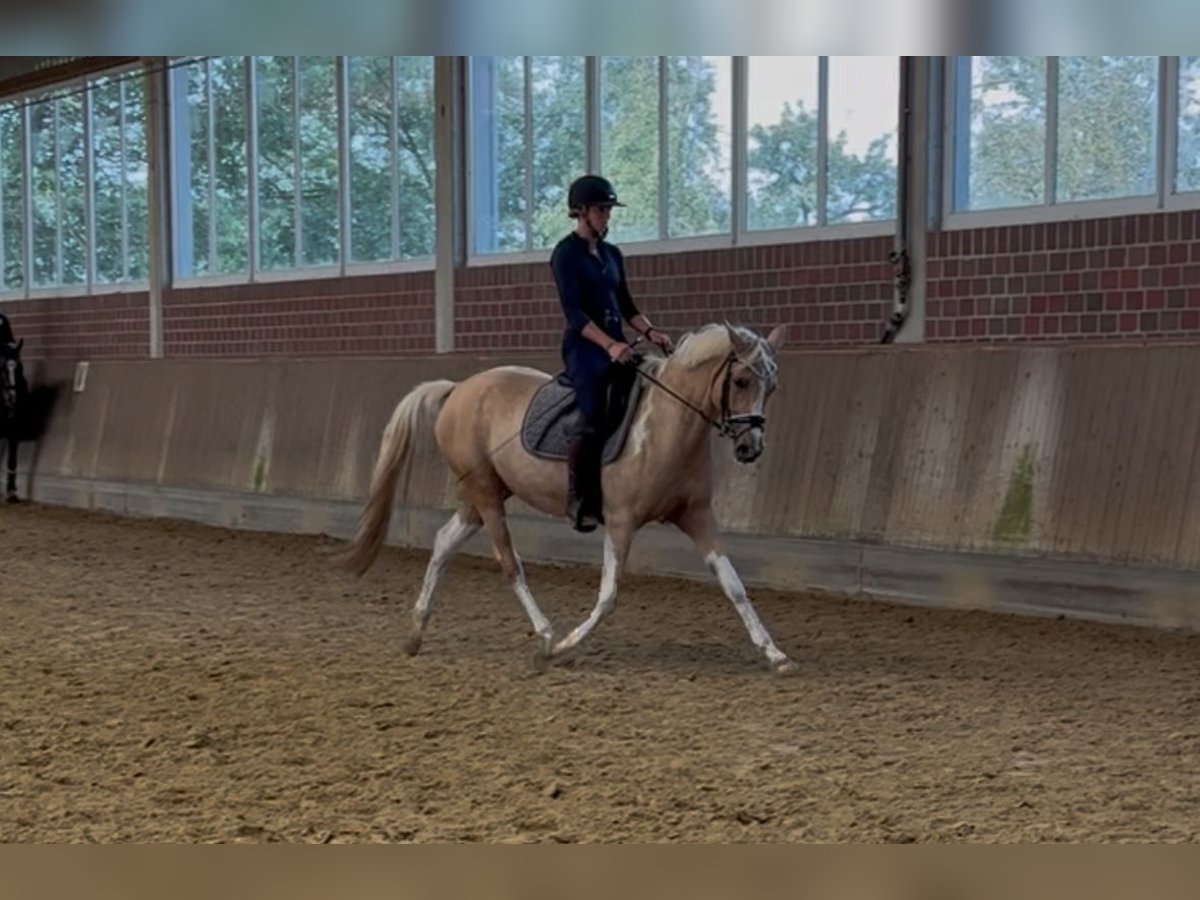 Arabisches Partbred Stute 9 Jahre 156 cm Palomino in Duisburg