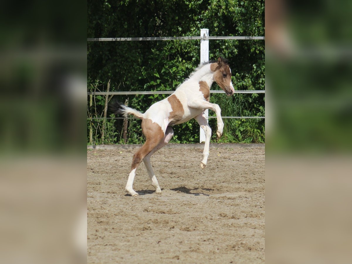 Arabisches Partbred Stute Fohlen (05/2025) 153 cm Buckskin in Menziken