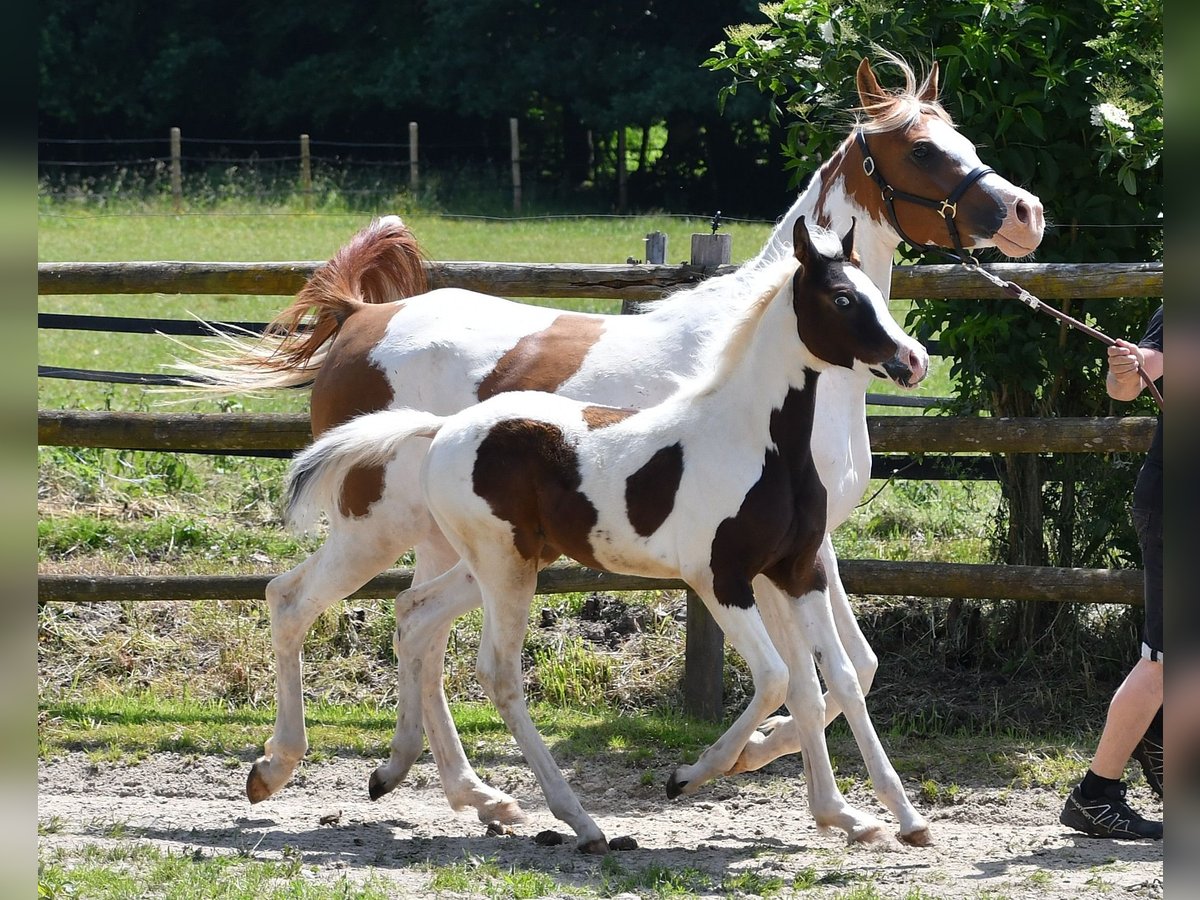 Arabisches Partbred Stute Fohlen (02/2025) 153 cm Tobiano-alle-Farben in M&#xF6;rsdorf