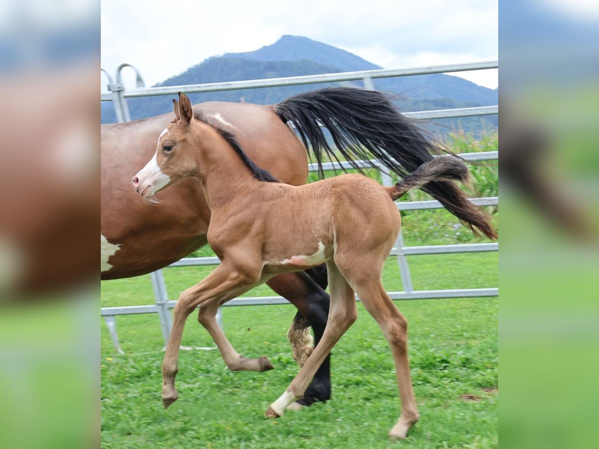 Arabisches Partbred Stute Fohlen (07/2025) 155 cm Buckskin in St. Stefan / &#x160;teben