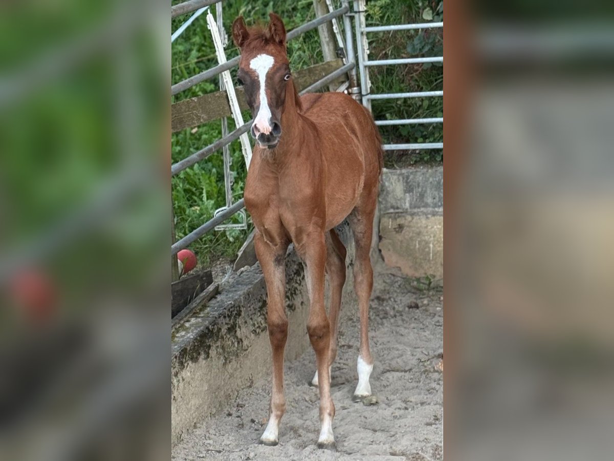 Arabisches Partbred Stute Fohlen (03/2025) 155 cm Fuchs in Sternenberg