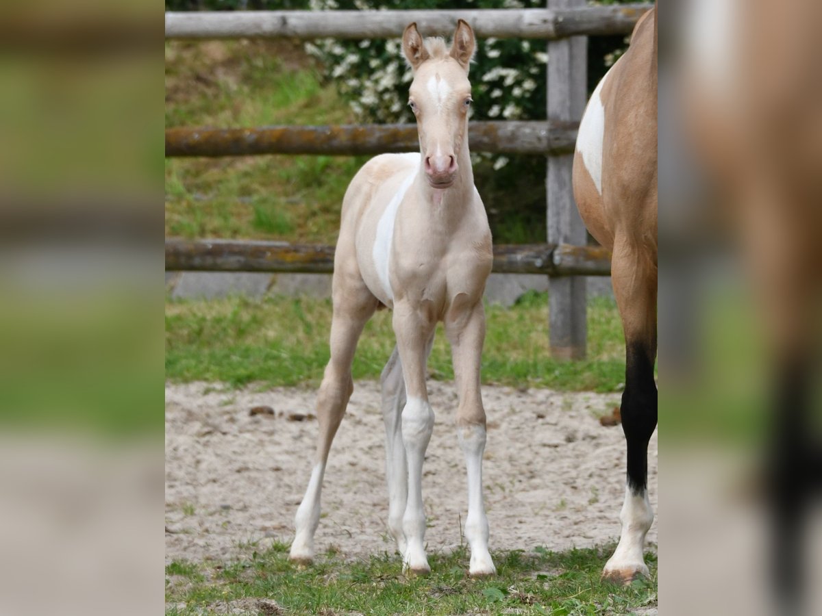 Arabisches Partbred, Stute in Mörsdorf