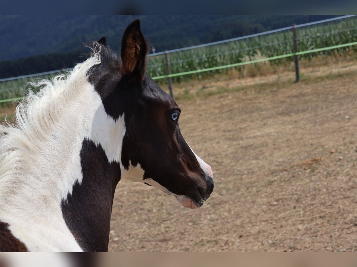 Arabisches Partbred Stute Fohlen (04/2025) 155 cm Tobiano-alle-Farben in St. Stefan / &#x160;teben
