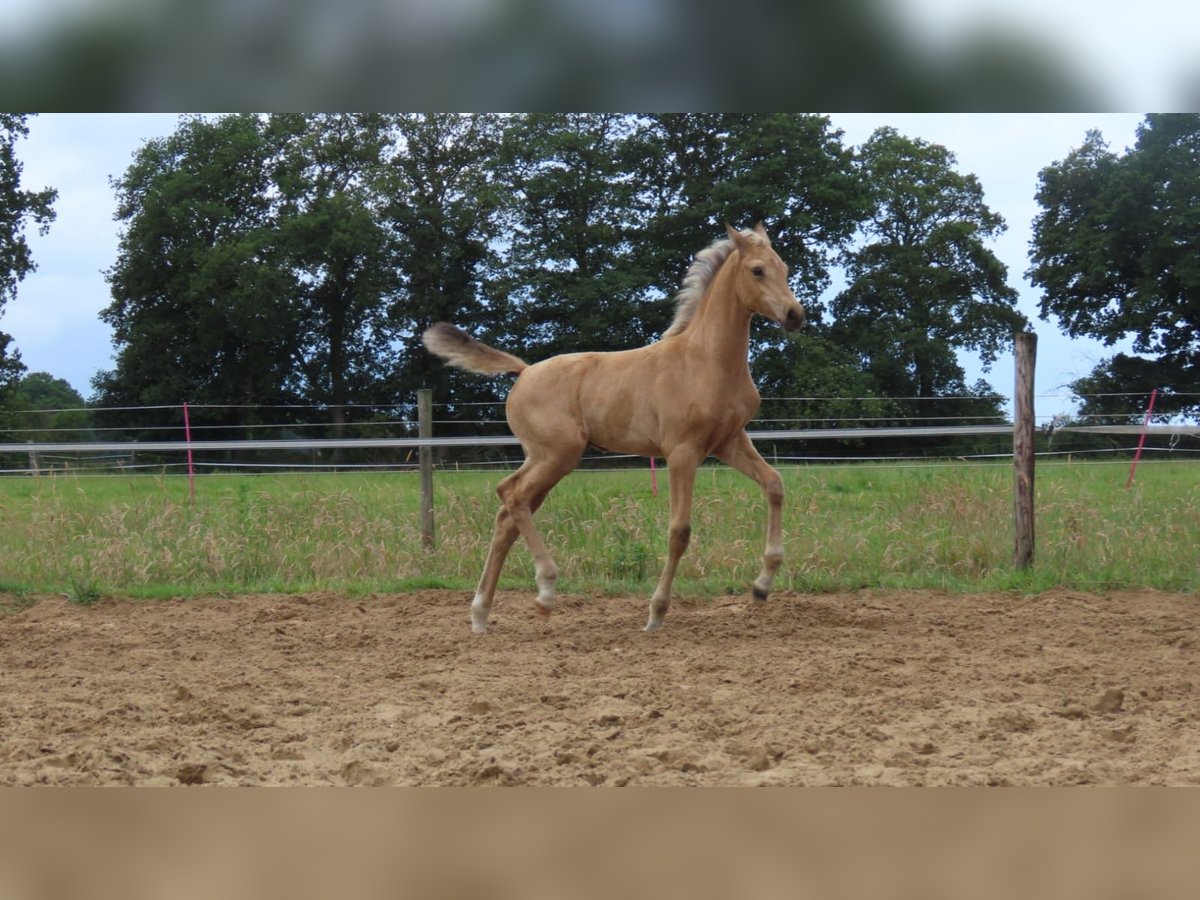 Arabisches Partbred Stute  162 cm Buckskin in Wapse