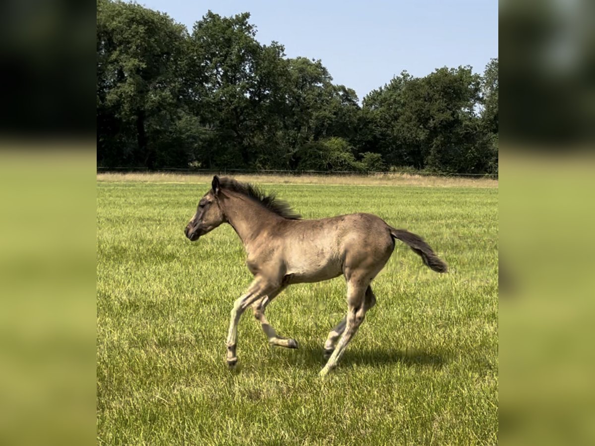 Arabisches Partbred Stute  Rappschimmel in VERNON