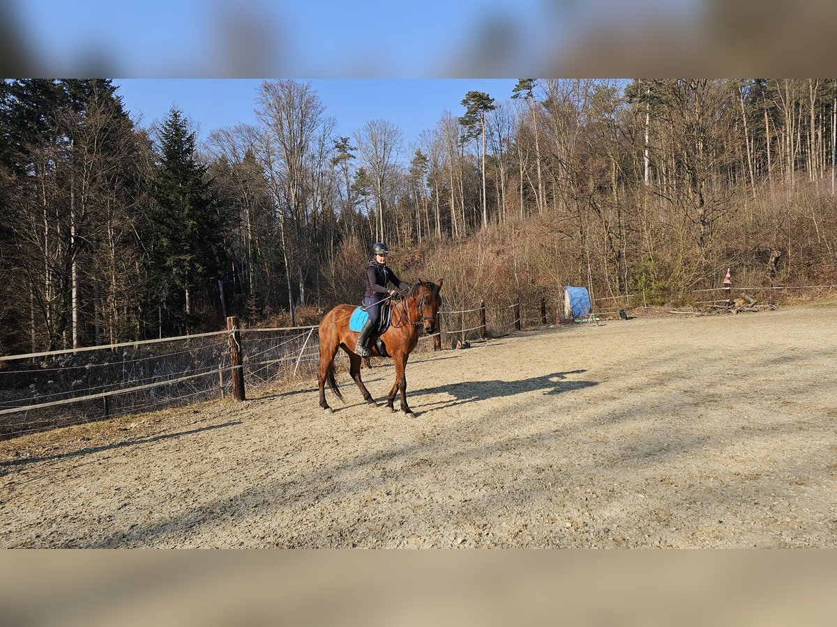Arabisches Partbred Wallach 10 Jahre 160 cm Brauner in Takern II