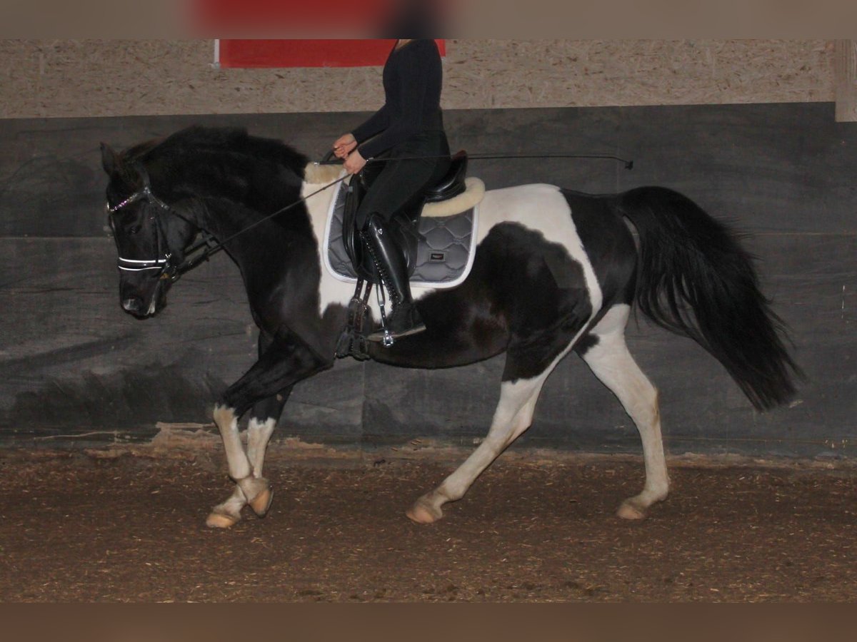 Arabisches Partbred Wallach 10 Jahre 162 cm Schecke in Norderstedt