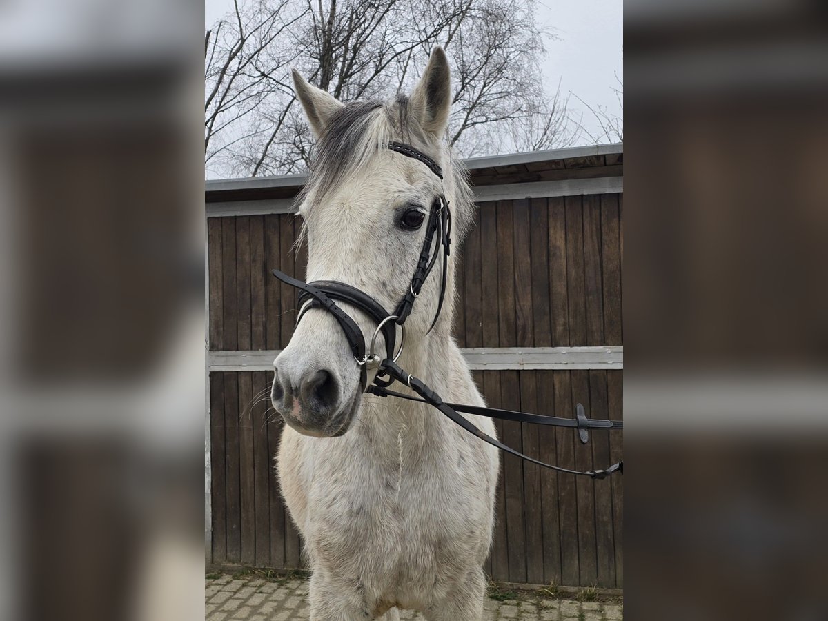 Arabisches Partbred Mix Wallach 13 Jahre 152 cm Schimmel in M&#xFC;lheim an der Ruhr