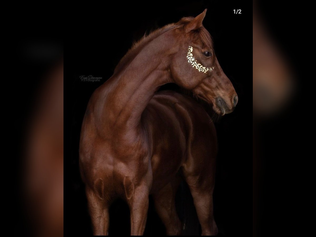 Arabisches Partbred Mix Wallach 15 Jahre 154 cm Fuchs in Lauffen am Neckar