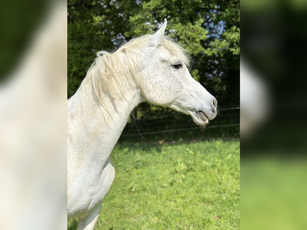 Arabisches Partbred Wallach 17 Jahre 160 cm Fliegenschimmel in Wallenhorst