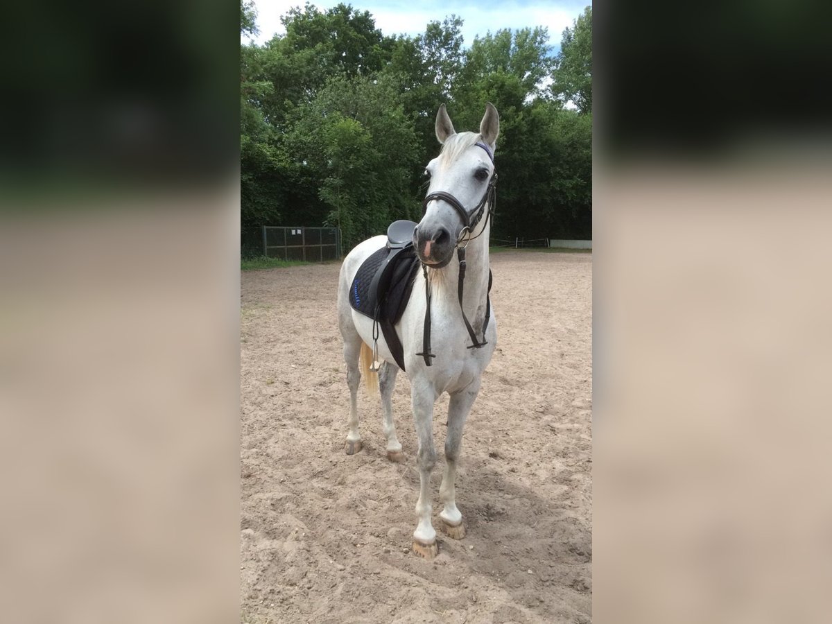 Arabisches Partbred Wallach 20 Jahre 153 cm Schimmel in Pulheim Arabisches Partbred Wallach 20 Jahre 153 cm Schimmel in Pulheim