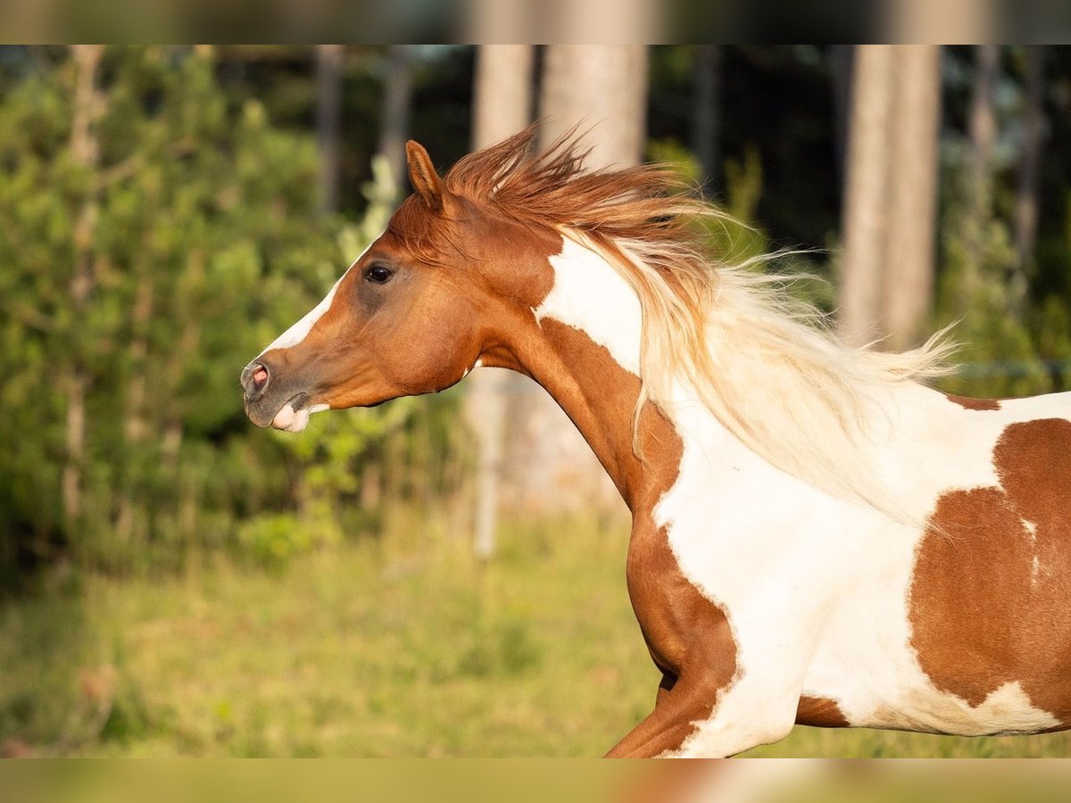 Arabisches Partbred Wallach 2 Jahre 154 cm Tobiano-alle-Farben in Ternitz
