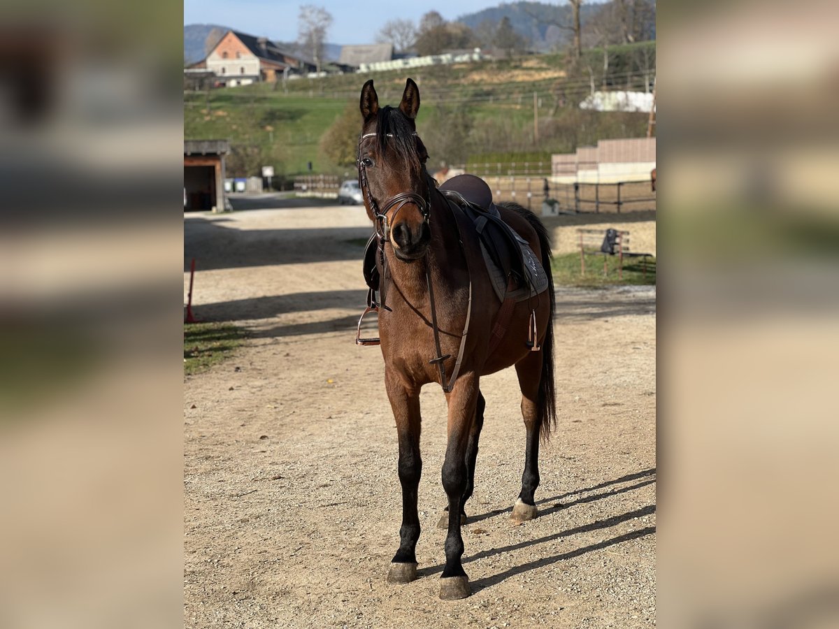 Arabisches Partbred Wallach 4 Jahre 155 cm Brauner in Passail
