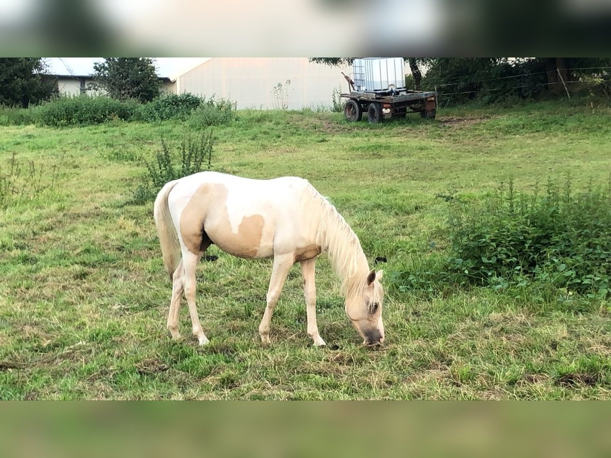 Arabisches Partbred Wallach 5 Jahre 154 cm Tobiano-alle-Farben in Schönwölkau