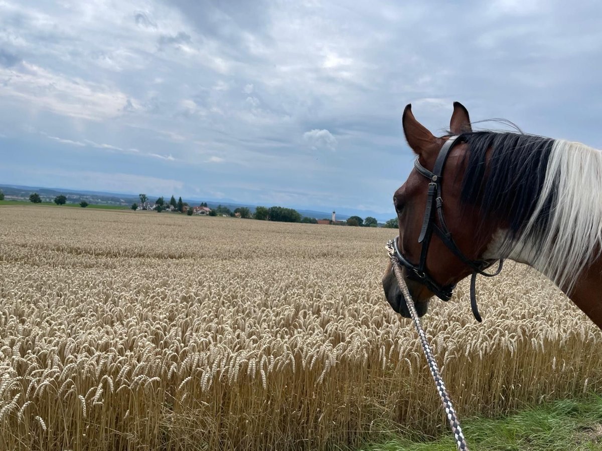 Arabisches Partbred Wallach 6 Jahre 156 cm Schecke in Greifenberg