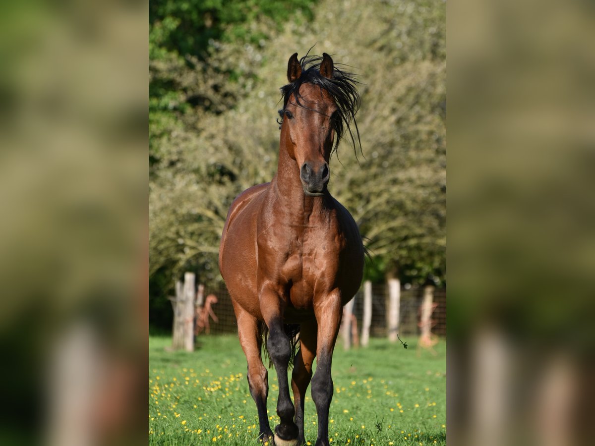 Arabisches Partbred Mix Wallach 7 Jahre 145 cm Brauner in Hoegaarden