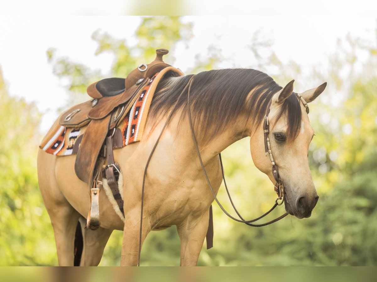 Arabisches Partbred, Wallach in Steyerberg