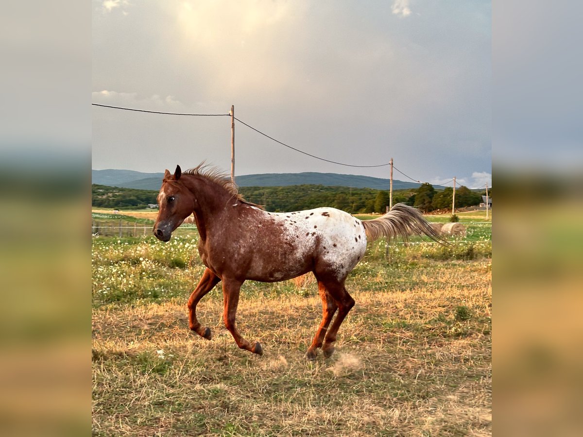 Arabisches Partbred Mix Wallach 7 Jahre 156 cm Dunkelfuchs in Perušić