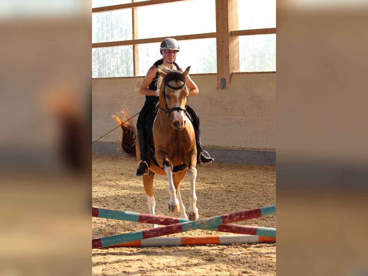 Arabisches Partbred Wallach 9 Jahre 153 cm Schecke in Moosach