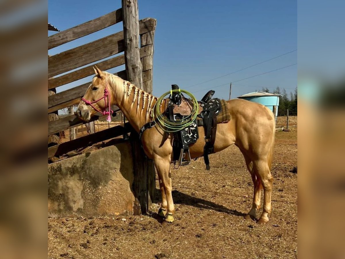 Arabisk berberhäst Sto 8 år 80 cm Svart in Verona