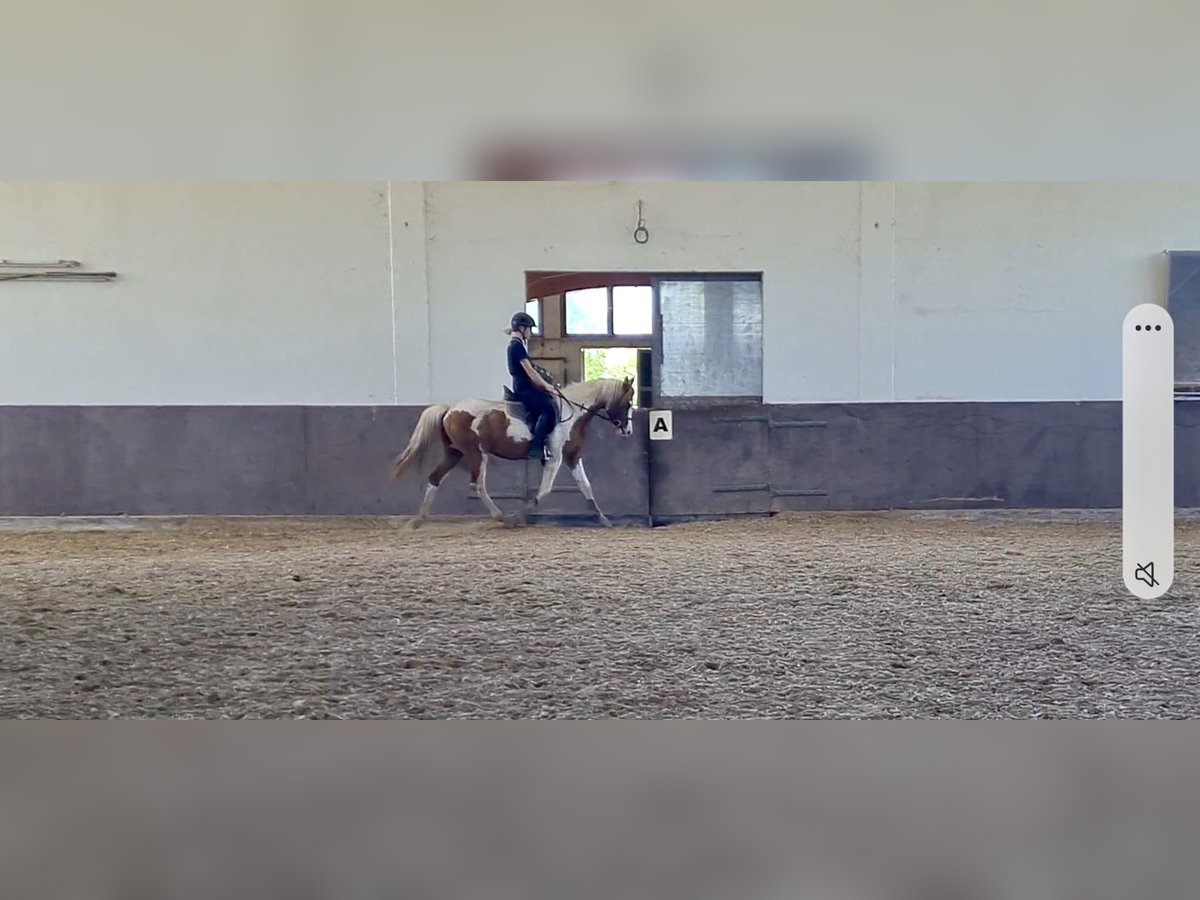 Arabisk berberhäst Valack 3 år 150 cm Pinto in Rehlingen-Siersburg