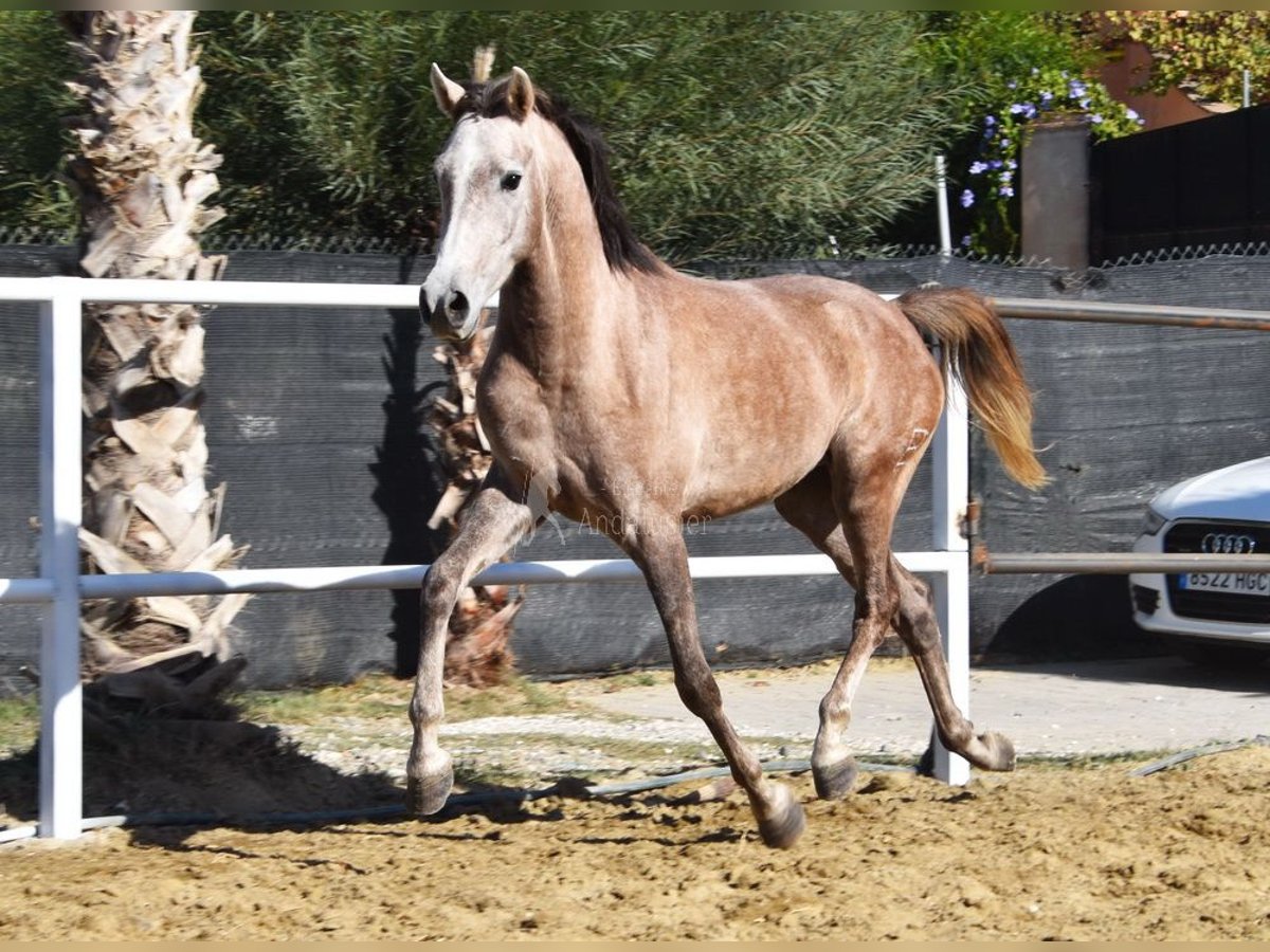 Arabisk berberhäst Valack 3 år 152 cm Grå in Provinz Malaga