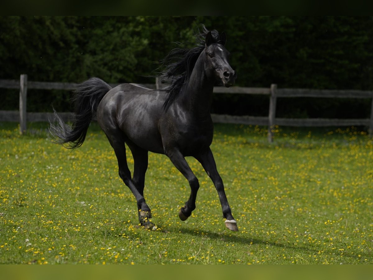 Arabiskt fullblod Hingst 11 år 154 cm Svart in Simbach am Inn