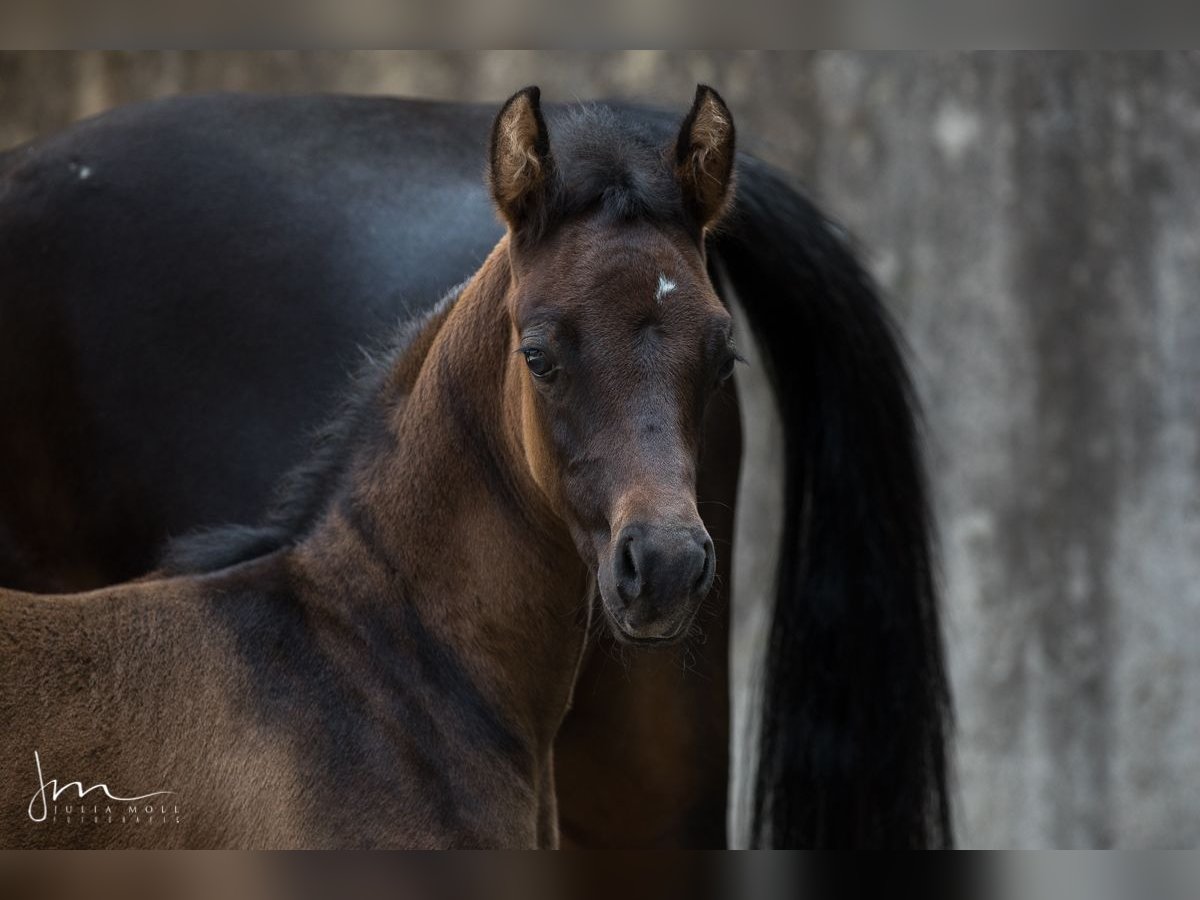 Arabiskt fullblod Hingst 1 år 134 cm Grå-flugskimmel in Söll