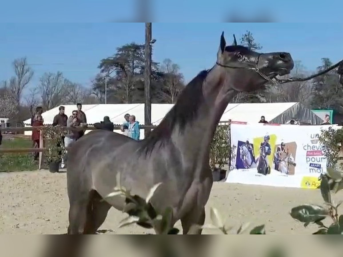 Arabiskt fullblod Hingst 1 år 141 cm Grå-röd-brun in Algaida