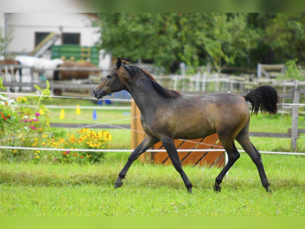 Arabiskt fullblod Hingst 1 år 154 cm Grå in Ammerbuch