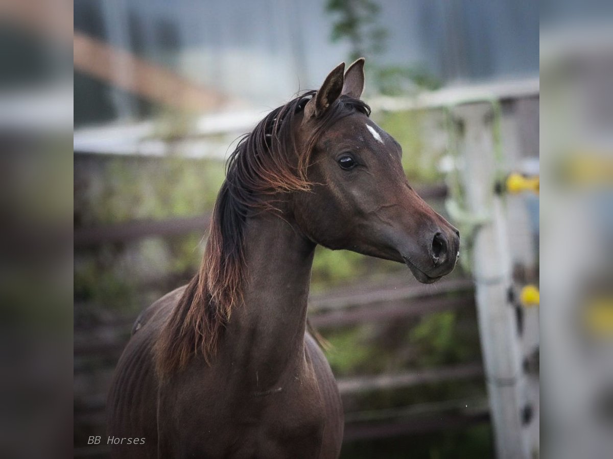 Arabiskt fullblod Hingst 1 år 155 cm Mörkbrun in Pastetten