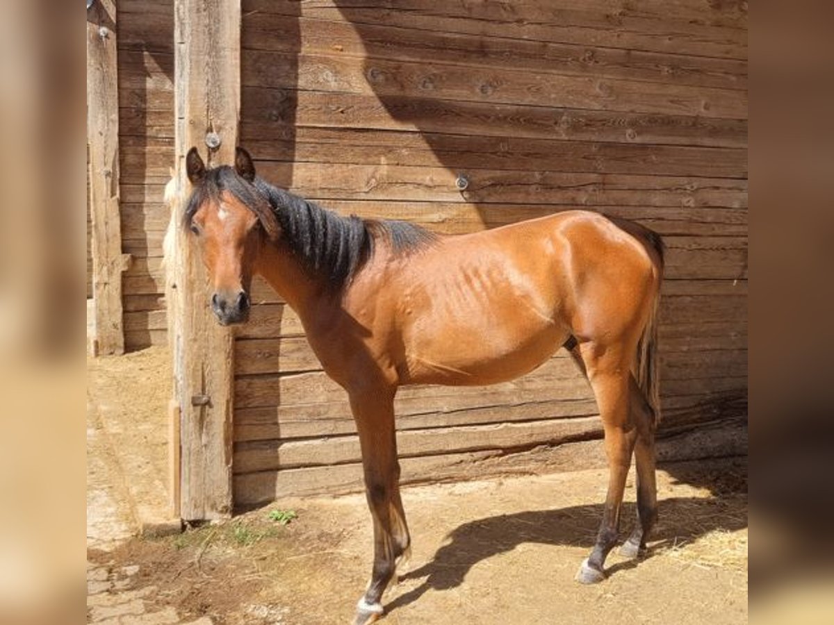 Arabiskt fullblod Hingst 1 år 156 cm Brun in Pleinfeld