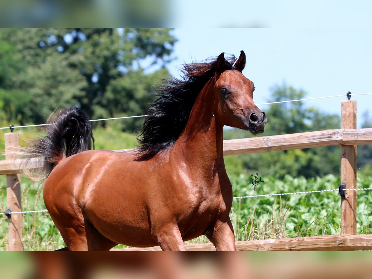 Arabiskt fullblod Hingst 1 år 158 cm Brun in Essenbach