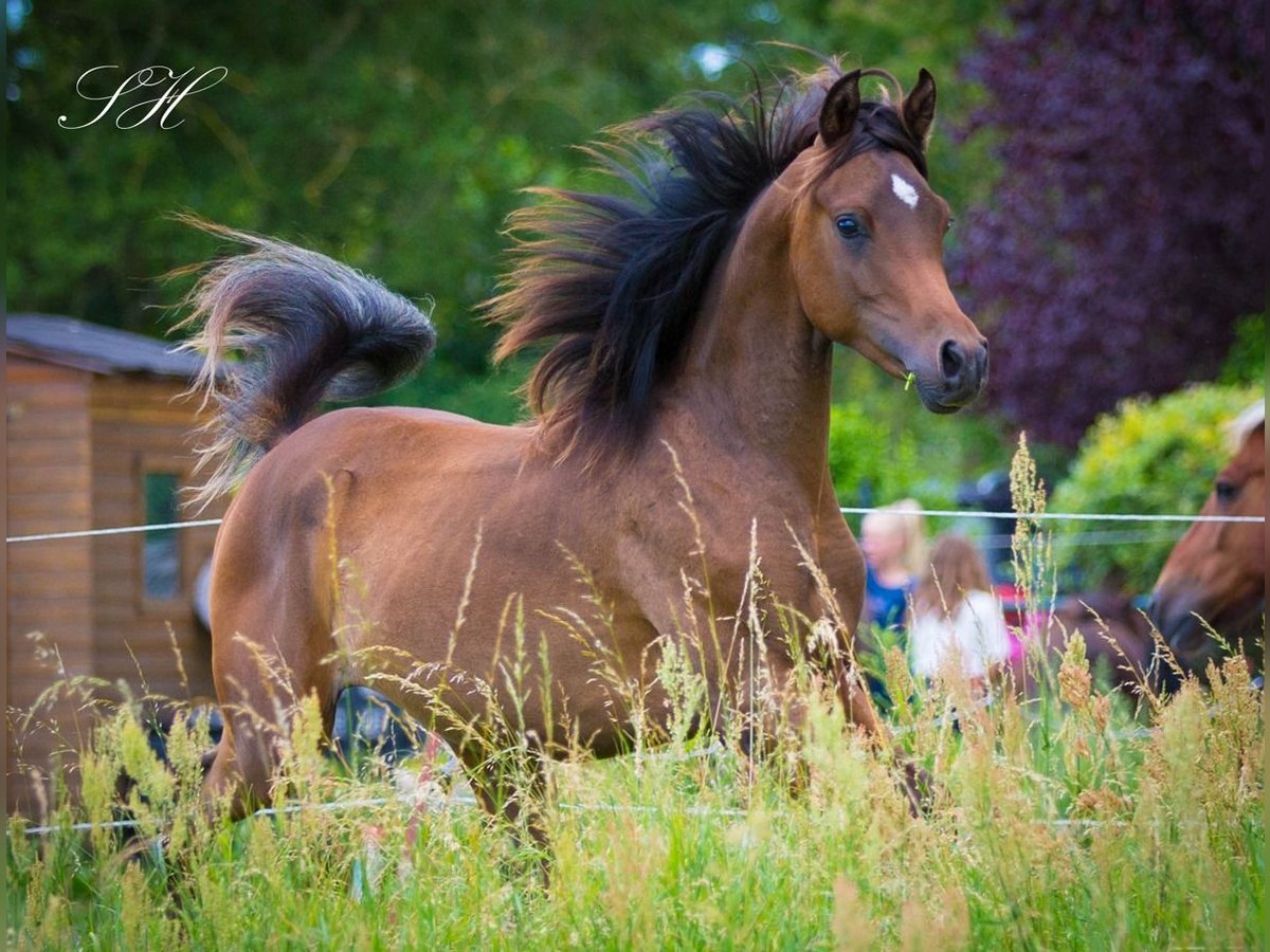 Arabiskt fullblod Hingst 1 år 158 cm Mörkbrun in Brieselang