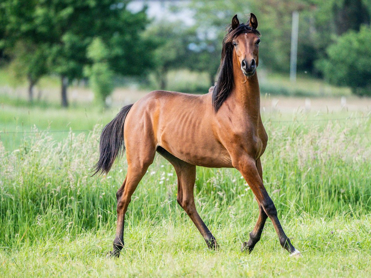 Arabiskt fullblod Hingst 1 år Brun in Herzberg am Harz