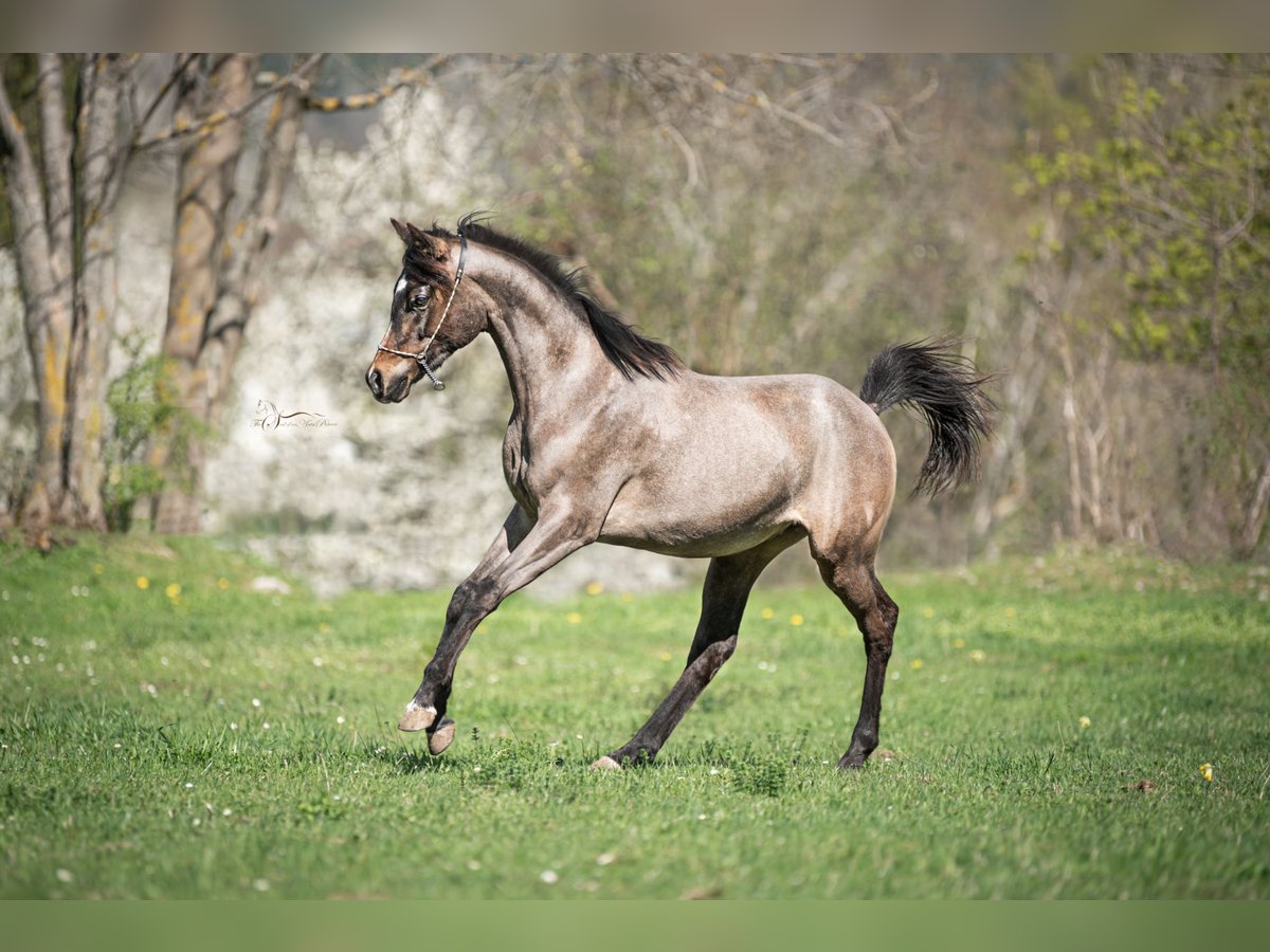 Arabiskt fullblod Hingst 1 år Grå in Grünbach am Schneeberg