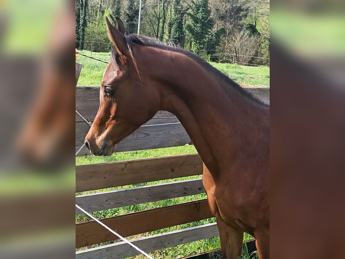 Arabiskt fullblod Hingst 1 år Rökfärgad svart in Ascoli Piceno