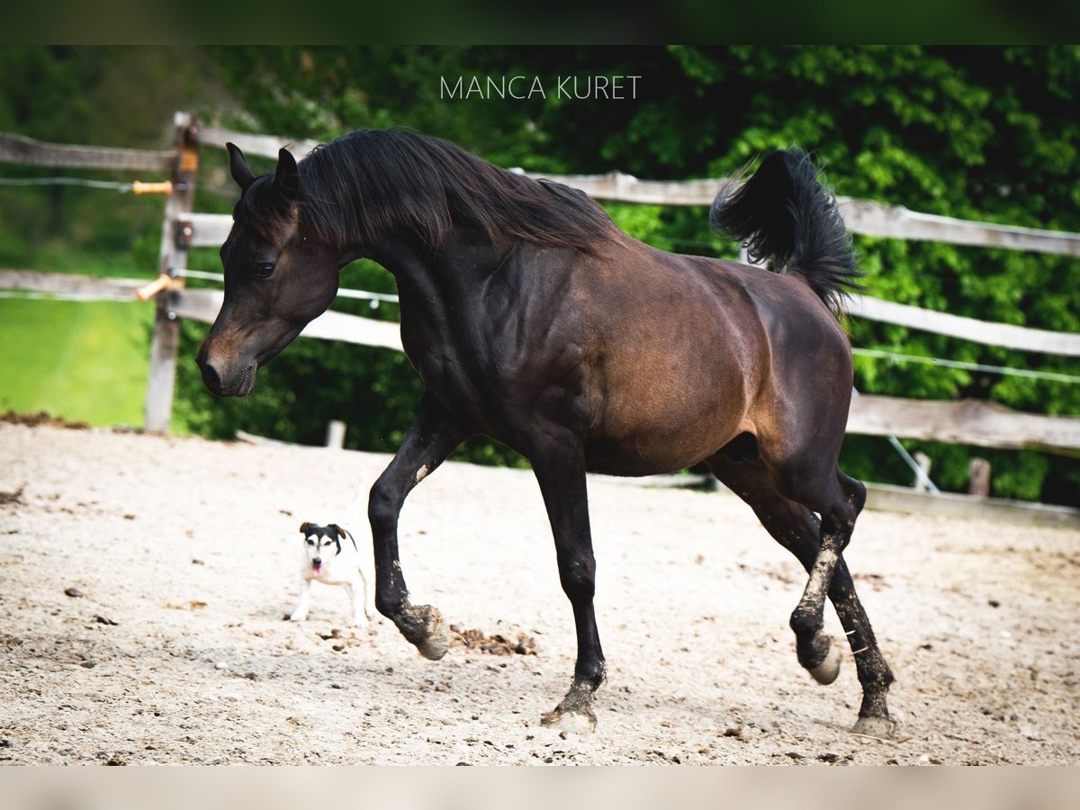 Arabiskt fullblod Hingst 3 år 148 cm Mörkbrun in Koprivnica