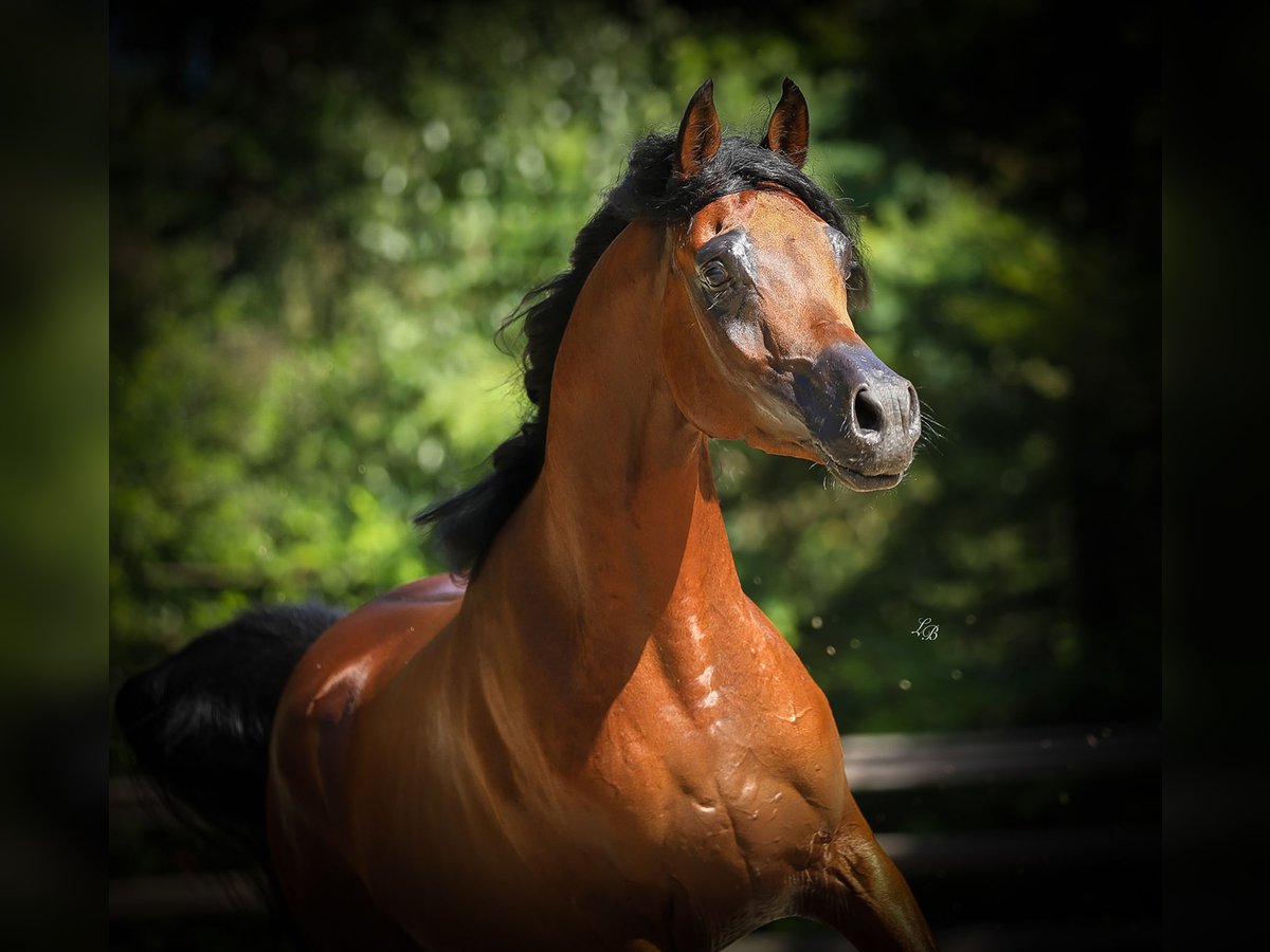 Arabiskt fullblod Hingst 3 år 156 cm Mörkbrun in BELOEIL