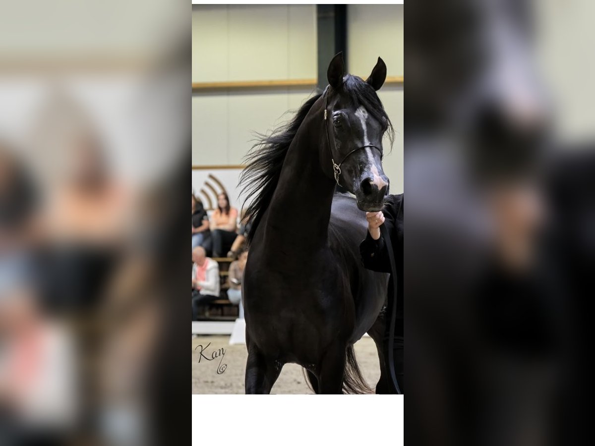 Arabiskt fullblod Hingst 4 år 154 cm Svart in Gelderland