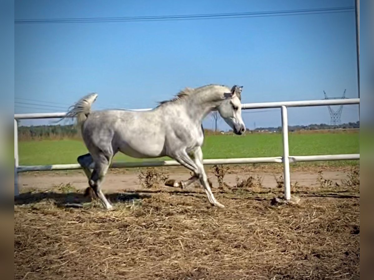 Arabiskt fullblod Hingst 4 år Grå in Poznań