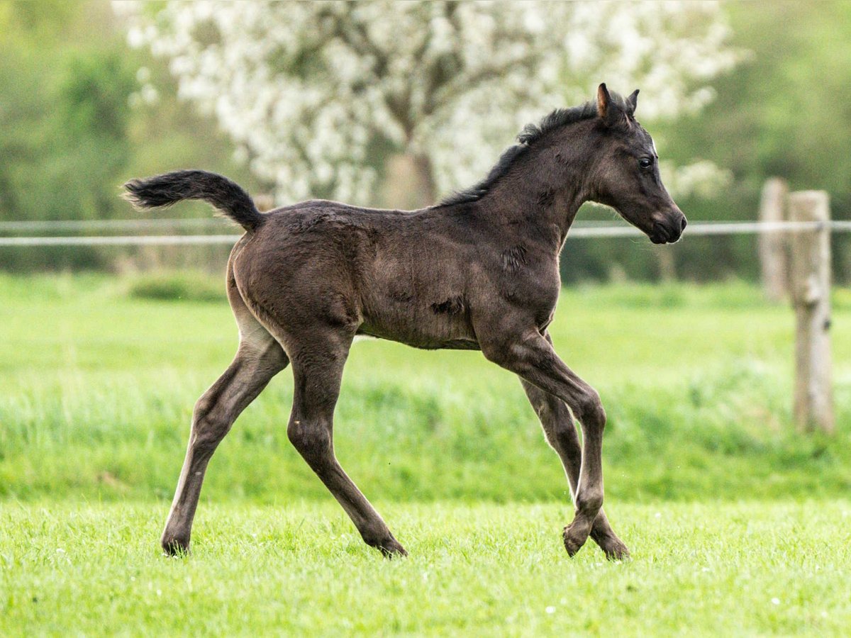 Arabiskt fullblod Hingst Föl (03/2024) 153 cm Svart in Herzberg am Harz