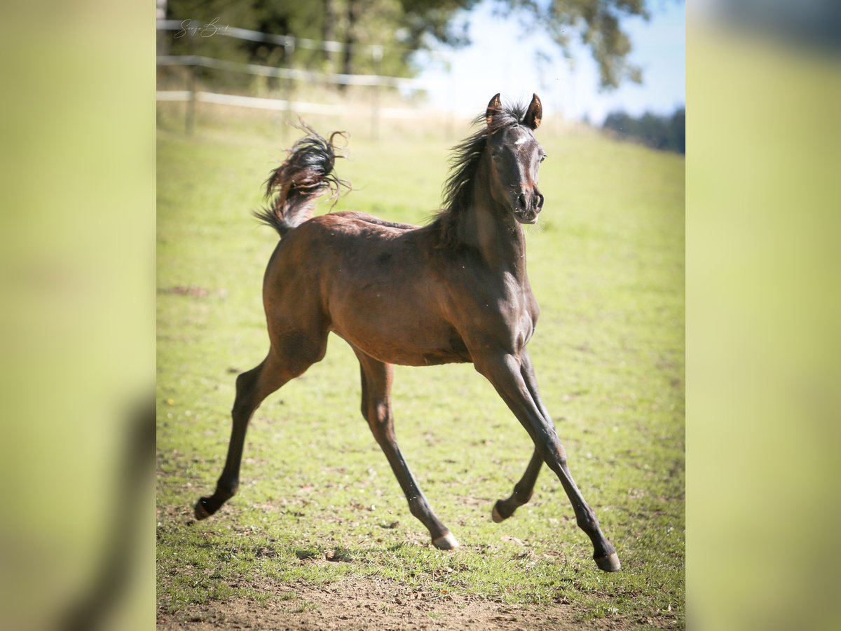 Arabiskt fullblod Hingst Föl (05/2024) 155 cm Svart in Moosbach