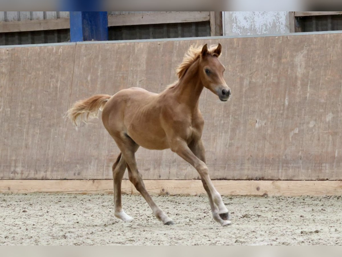 Arabiskt fullblod Hingst Föl (03/2024) fux in Bad Oldesloe