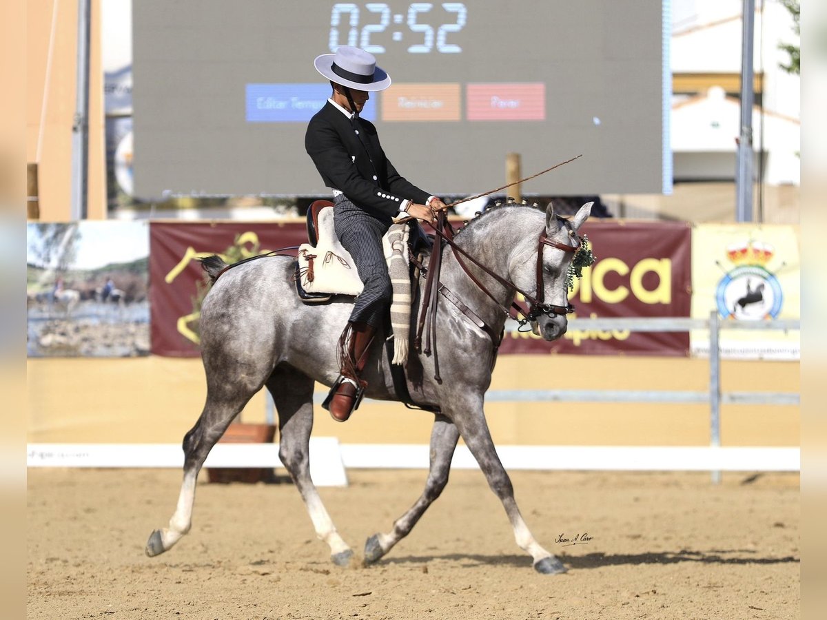 Arabiskt fullblod Hingst Grå in Jerez De La Frontera