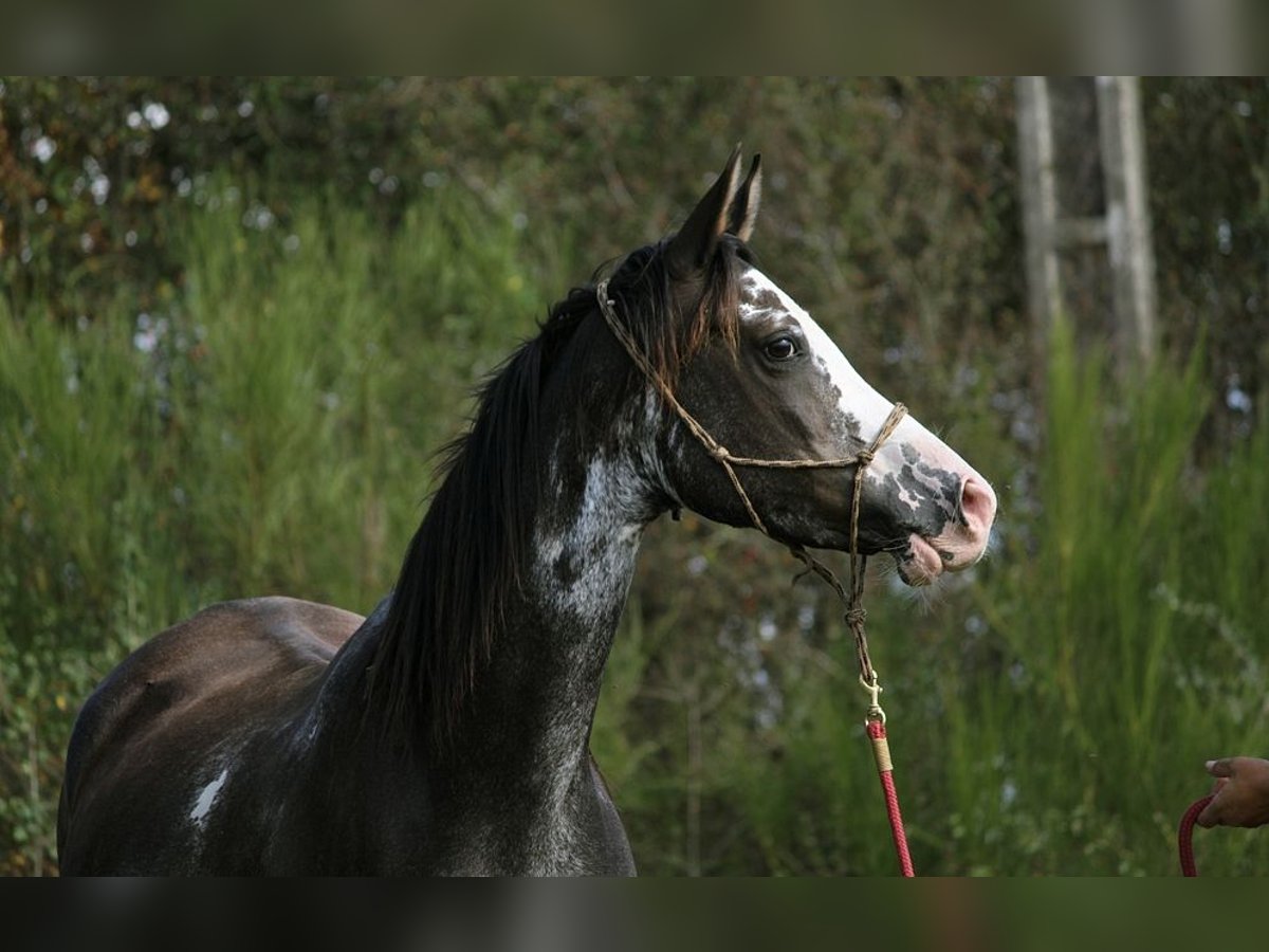 Arabiskt fullblod Sto 10 år 149 cm Svart in GOVEN