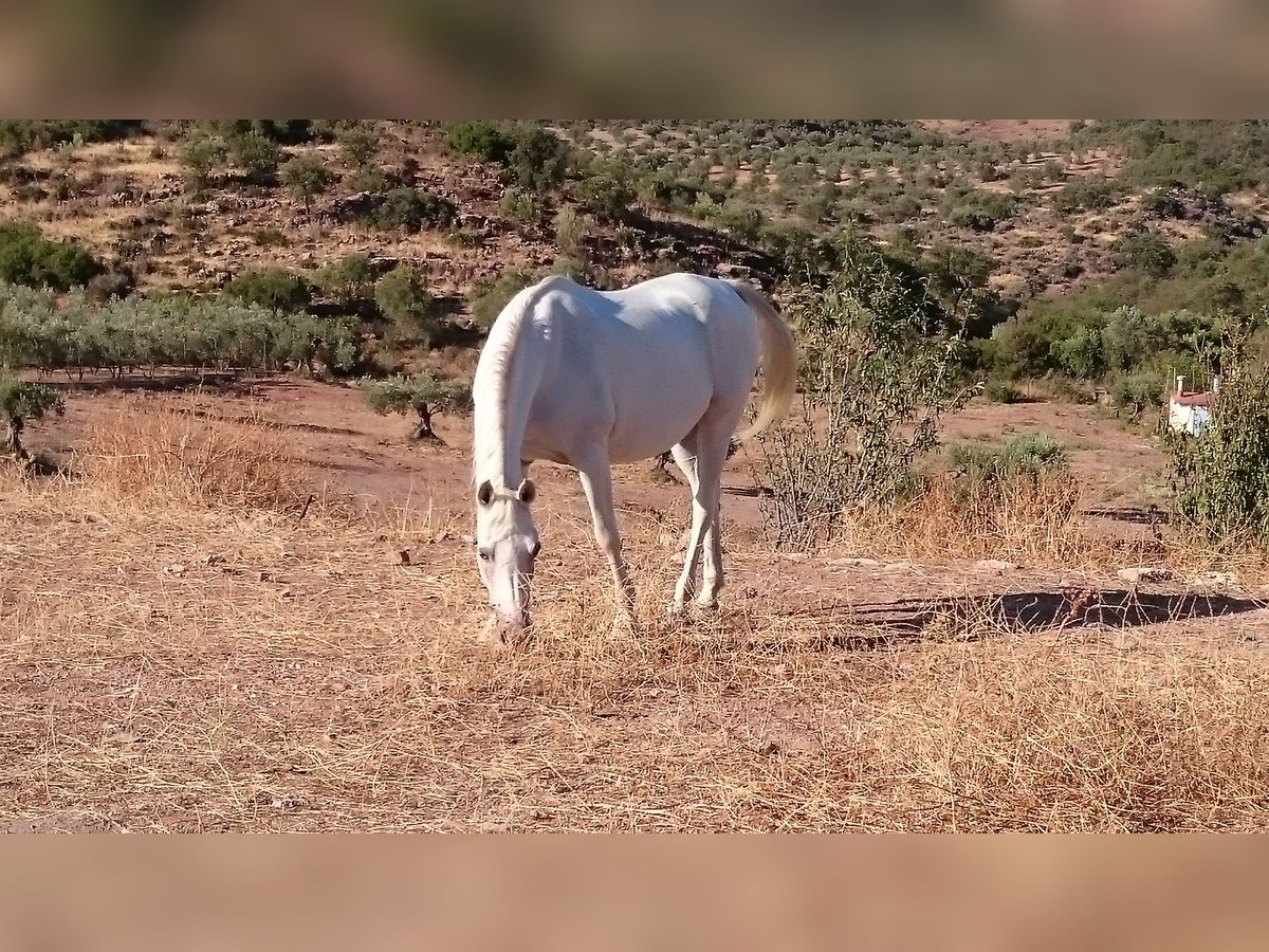 Arabiskt fullblod Sto 16 år 146 cm Vit in Malaga