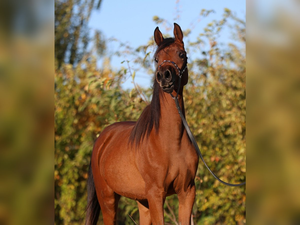 Arabiskt fullblod Sto 1 år 148 cm Brun in Lodz